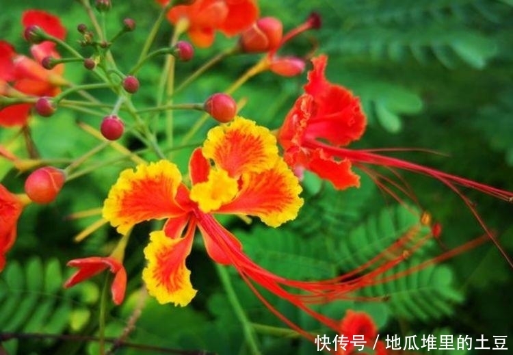 养花就养个花期长的,花大色艳,层层交叠,烂漫迷人眼