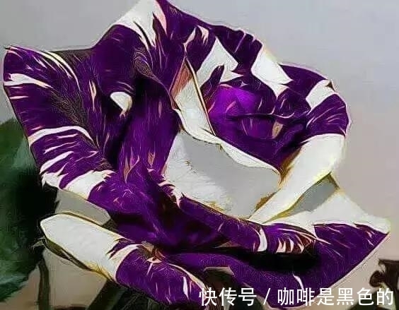 奇花|奇花、奇花、奇花、罕见奇花，赶快打开欣赏吧