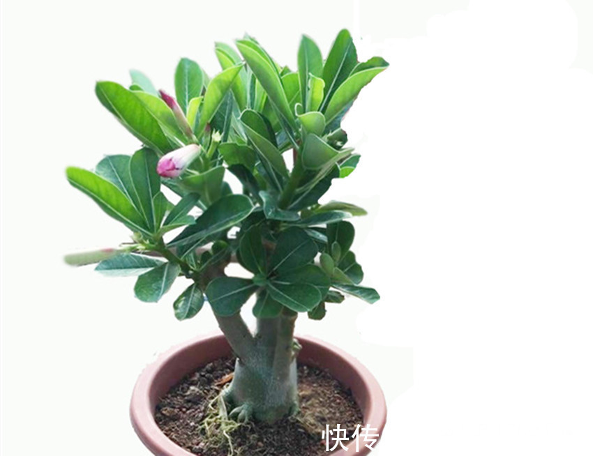 阿司匹林|养花常备六种东西，经常用一点，不烂根、不黄叶，年年长的旺