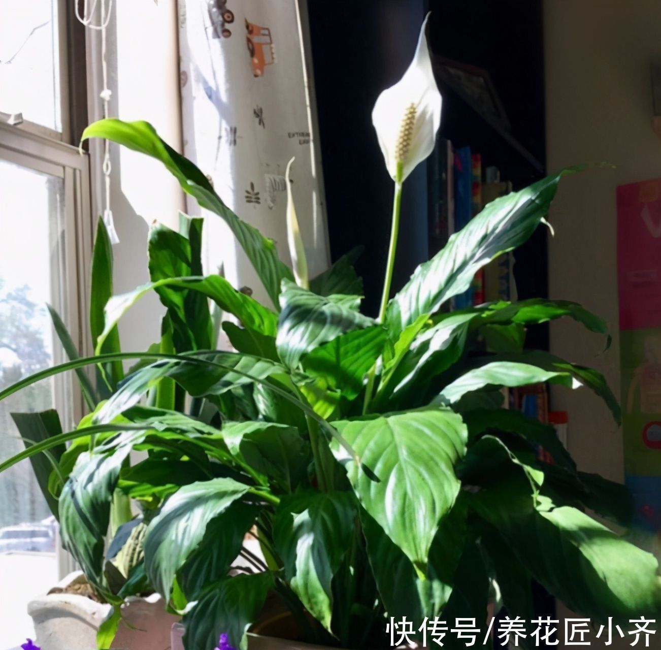 植物|想在北阳台养花不想加补光灯，养6种花，保证长势好，而且能开花