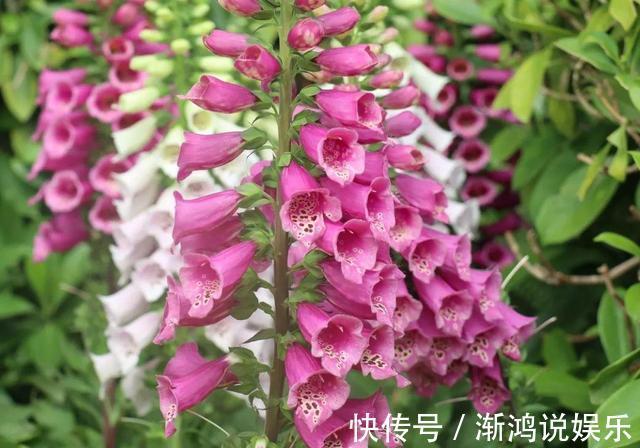 有机肥料|此花名字叫的“俗气”,但“开花量”比月季大,一年能长1米高