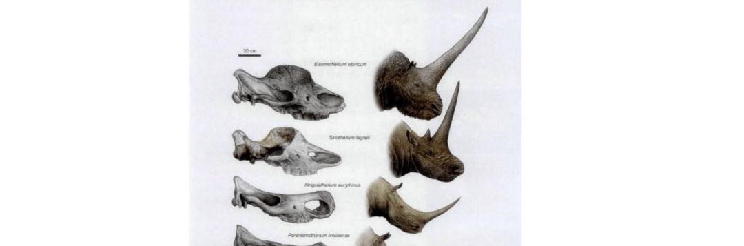 独角兽|冰河时期神秘的独角兽，灭绝于2.9万年前