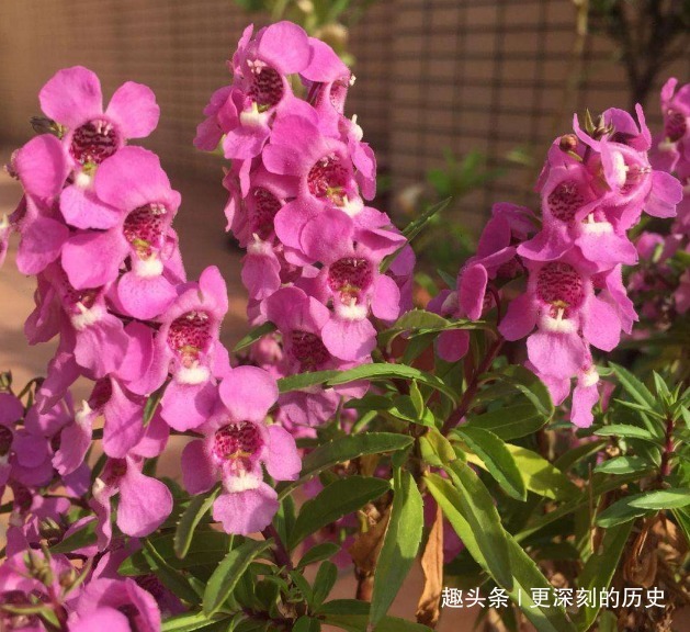此花花姿别致，盛开时绚丽的花朵宛如彩雀翩翩起舞，格外惹人喜爱
