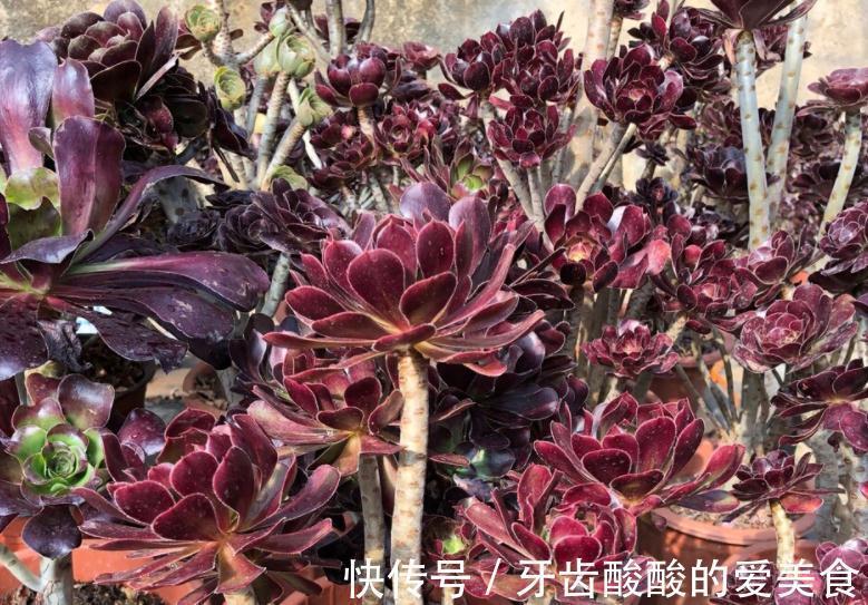 冬天盆栽这4样植物,“懒养”比“勤养”好,不信你试试