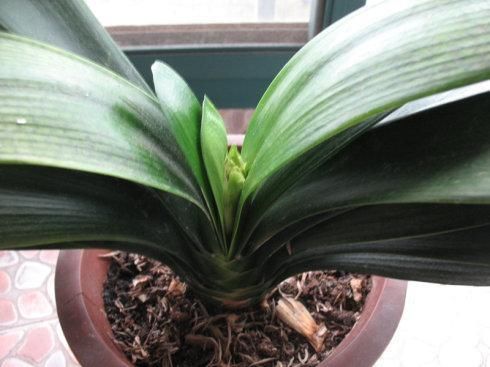 12月养君子兰,牢记“4个不能”,根系壮、花大色艳,越养越漂亮