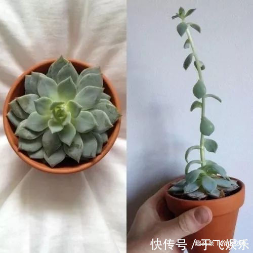 盆栽多肉植物不小心长变形了,适当修剪后就能恢复好看的形态