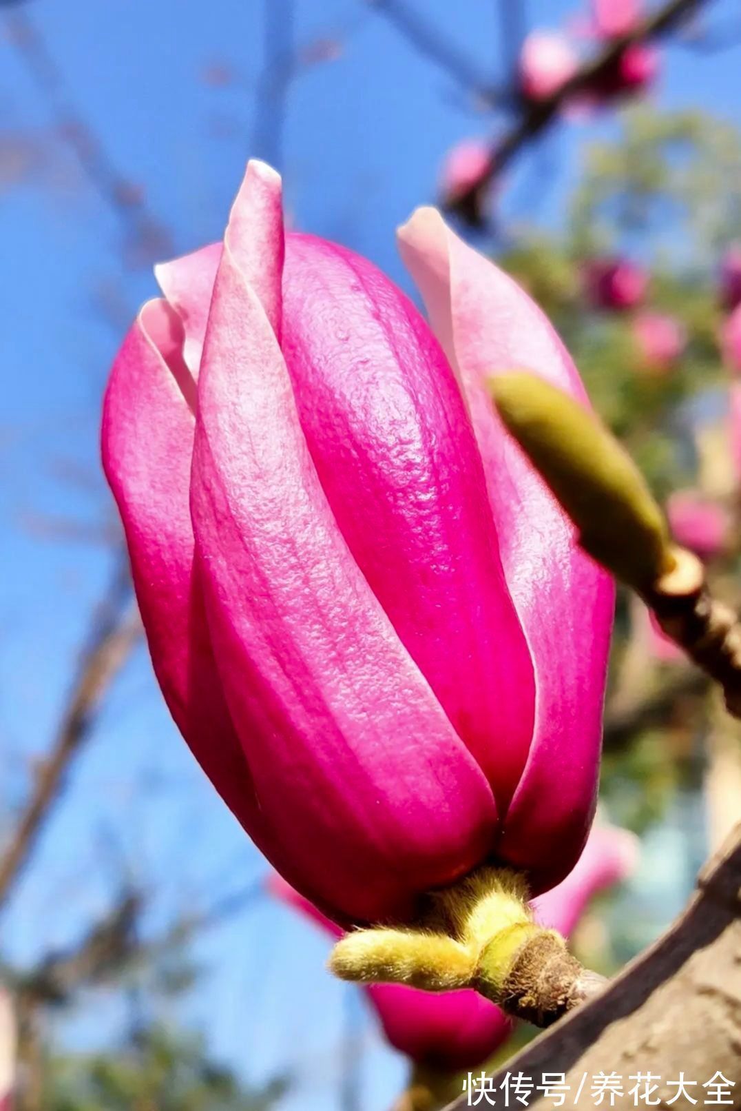 “家有罗汉松，世代不受穷”，家里有庭院，就种这4种“吉祥树”