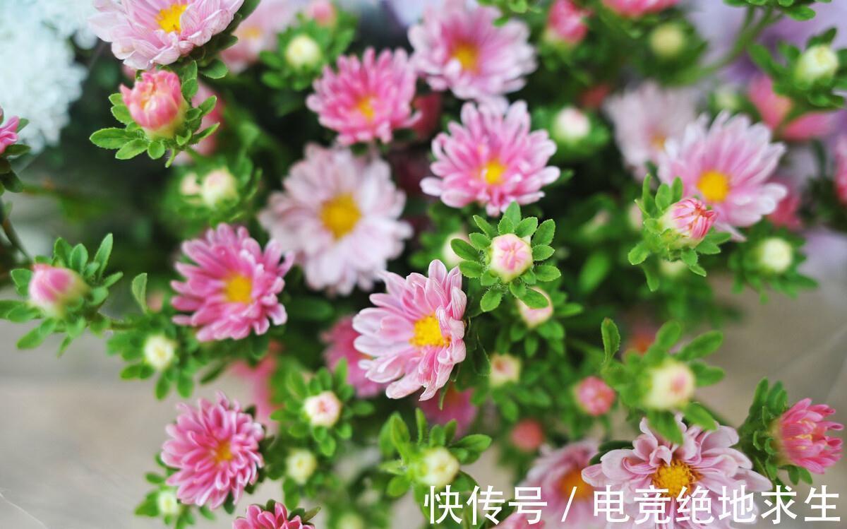 植物|连这些种花常识都不知道，你说你会养花