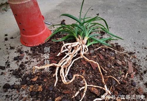 腐苗|兰花什么时候必须换盆？这3种情况，只有换盆才能成活