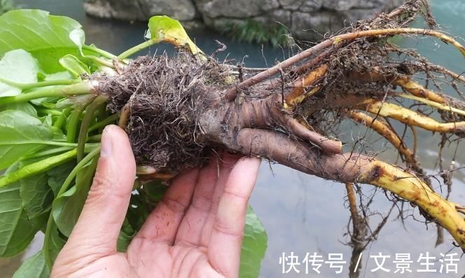 野草|这种野草名字特别的有意思,你们了解这种野草吗?