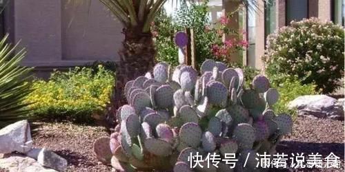 郁金香|7个绝美花园,个个美炸了天,等有钱了我也要建一个