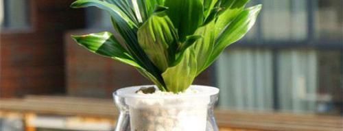 看了这些，你还觉得水培比土培更省心，不需要打理吗？