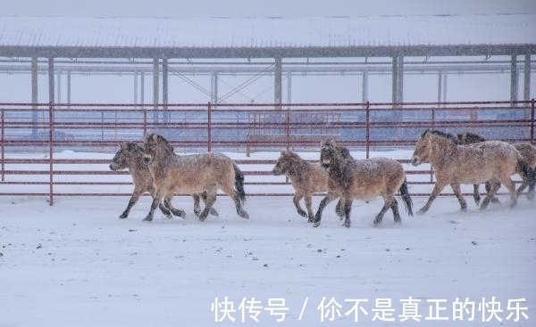 新疆|天山脚下 马踏飞雪