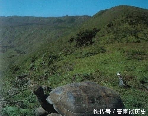 乌龟@“千年王八万年龟”,其实下半句才是精华,短短7个字道尽人性!