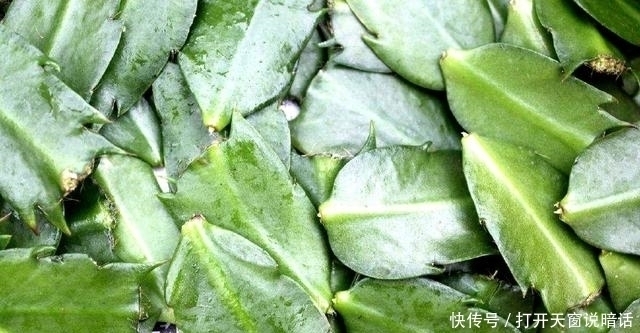 三角嫁接蟹爪兰,10天就能成活,叶片饱满厚实,可开成花树!