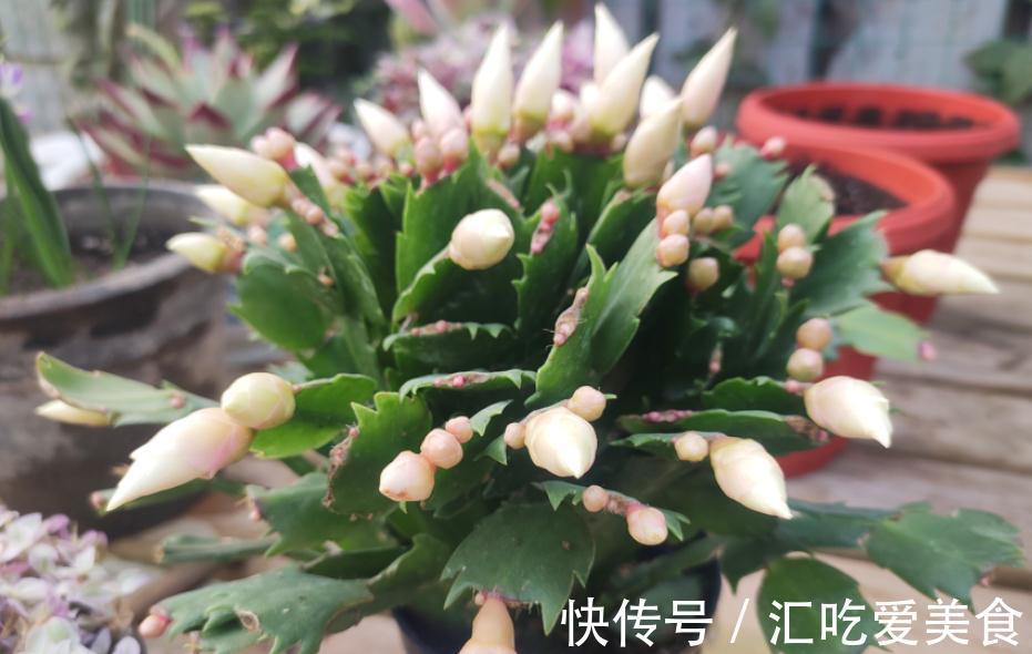 带苞的蟹爪兰,刚买回家就变“徒”该怎么办?趁早调控这些细节