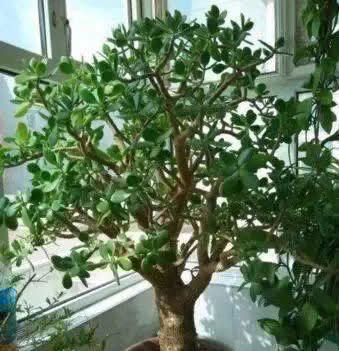 养花不如“养树”，这3种最合适，养人、旺财、吸甲醇，值！