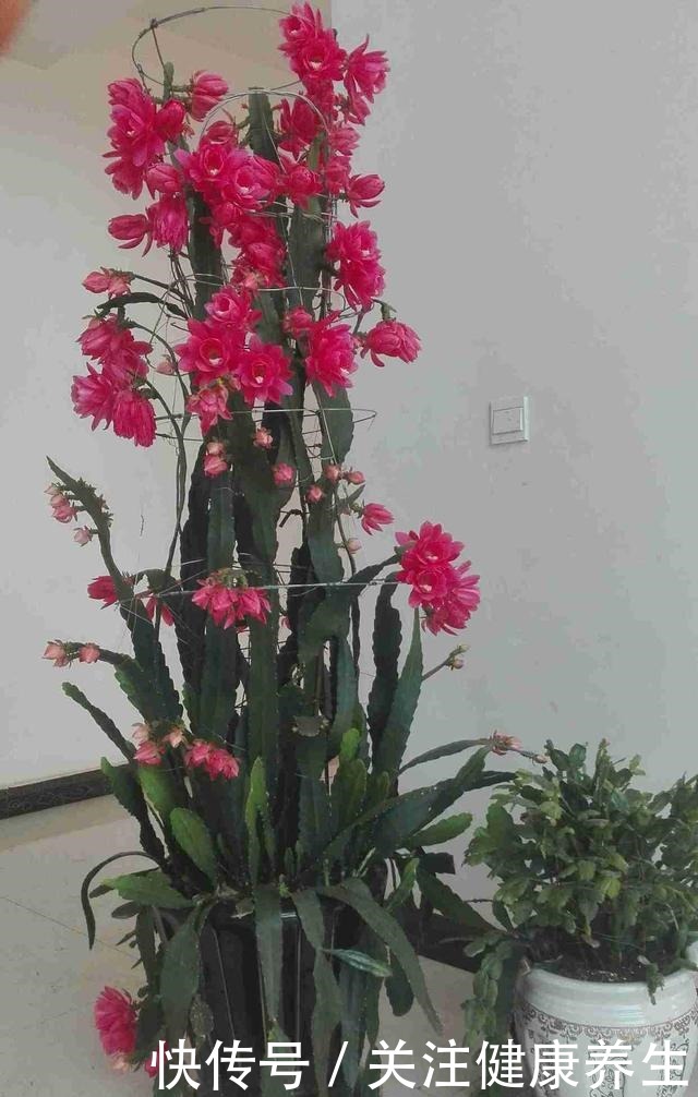 此款盆栽仙人掌,花美似荷花,观赏价值高,室内也能种,值得拥有!