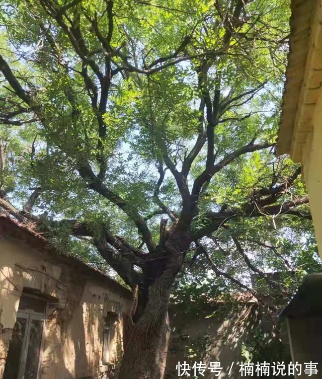 庞家镇|山东滨州博兴人说博兴事，走进庞家镇羊桥村！