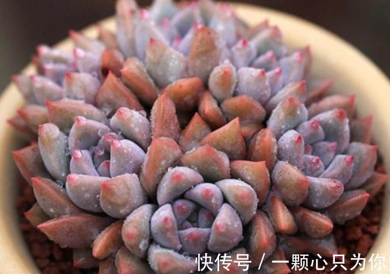 养多肉霜花,盆栽多注意这些细节,茎叶又绿又粉,贼好看