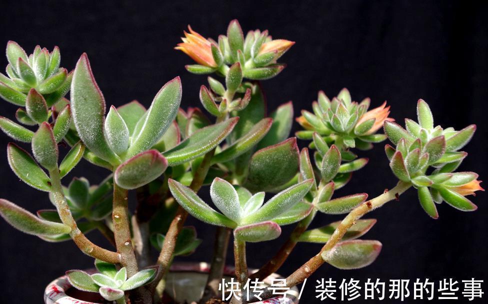 这8款多肉植物好看又好养，被誉为新手小白的福利！