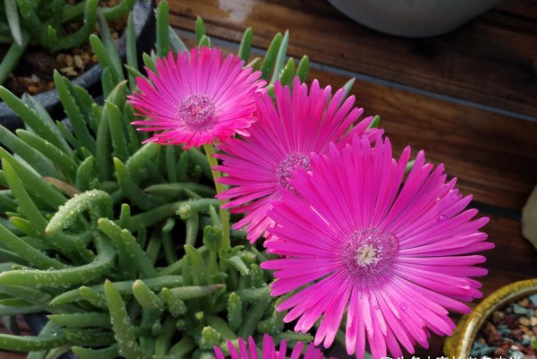 多肉奔龙开完花以后叶片软软的？问题可大可小，建议马上对照处理