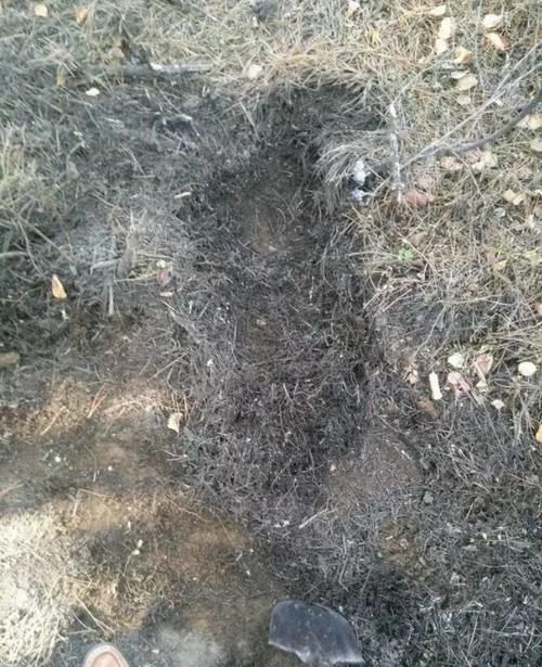 松针土|如果你有5个“坏习惯”,恭喜你,是养花高手!