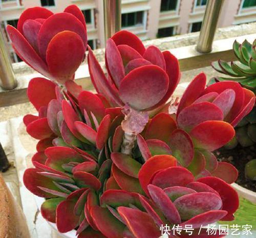 唐印|养多肉唐印,种在大盆里,长得快茎秆壮,叶子像把红扇子!