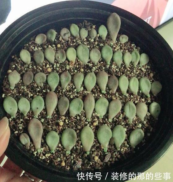 家里没矿的肉友教你一招成为多肉大户,保你一看就会