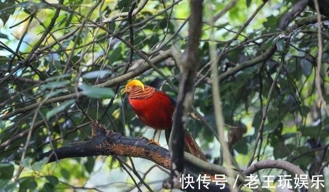 登高|「九皇山」登高赏秋 诗意山水