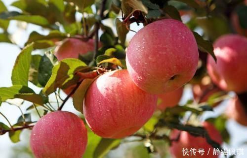 绿茶|便秘让人生不如死?不妨多吃这几种食物,轻松通便无负担