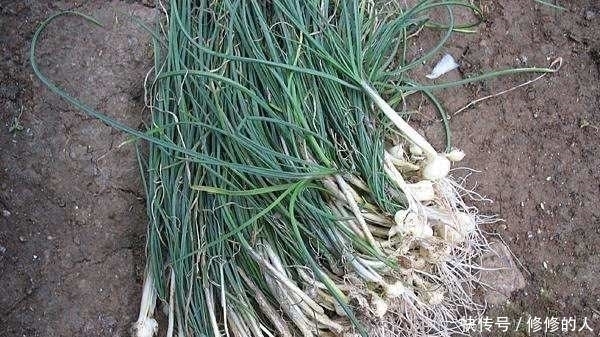 这9种野菜赶紧收好了!在农村随处可见,每一种都是治病良药