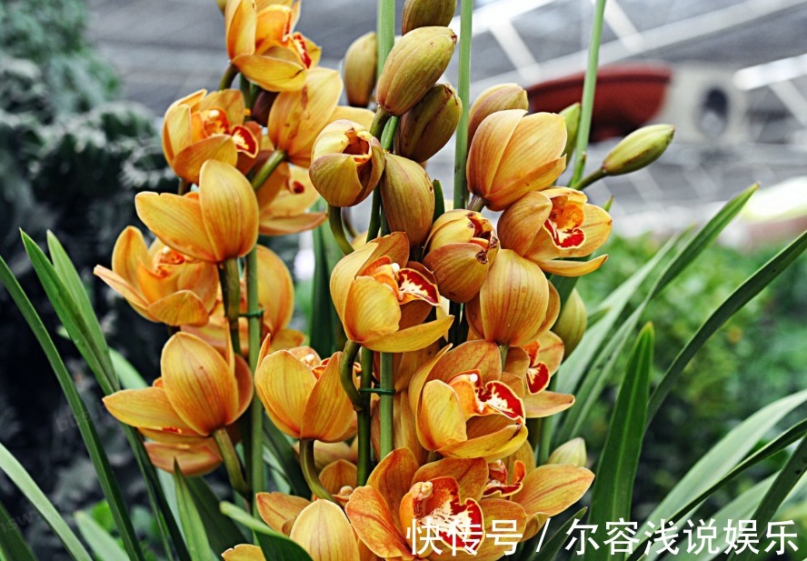此花寓意是高贵雍容,给人一种优美典雅的气质,象征着丰盛祥和