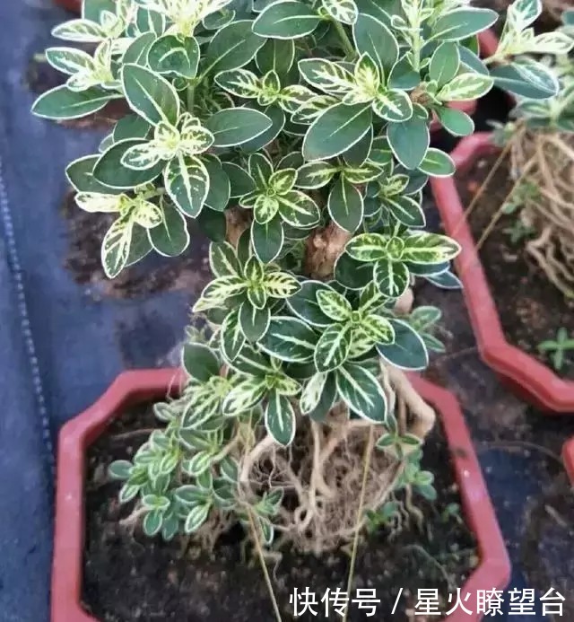 养花盆土板结,一点这玩意扔盆里,盆土肥沃透气,花长得可快了