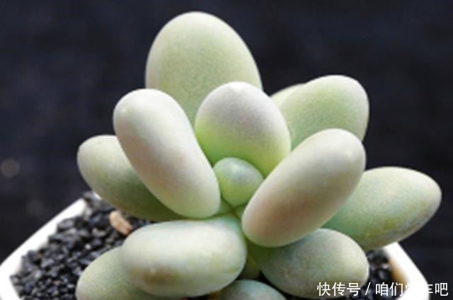 多肉|多肉植物里的“六大美人”,我家养了几棵,有些确实难养!
