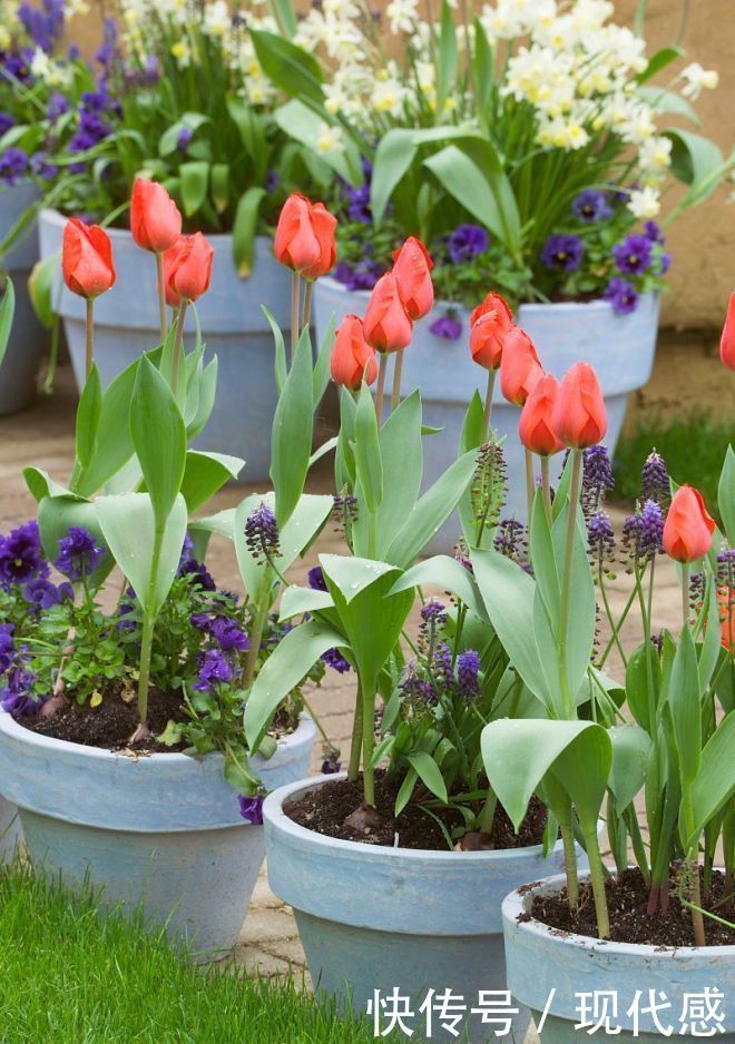 家里养花有“2不养”,又有“3必养”,养对了对家庭才有好处