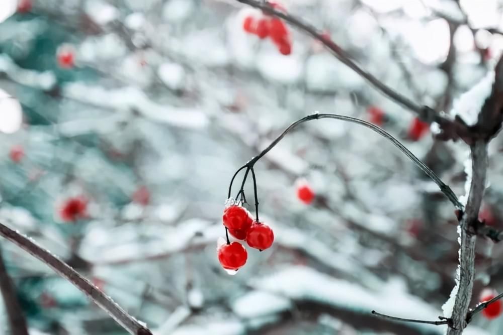 小雪|等一场雪，等一人归，邂逅最美冬季