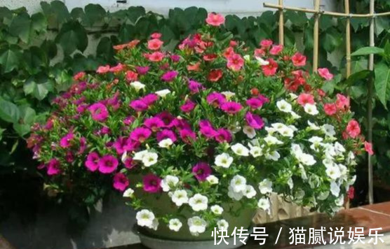 这9种花园,随便1个都美上天了,有一种这辈子就满足了!