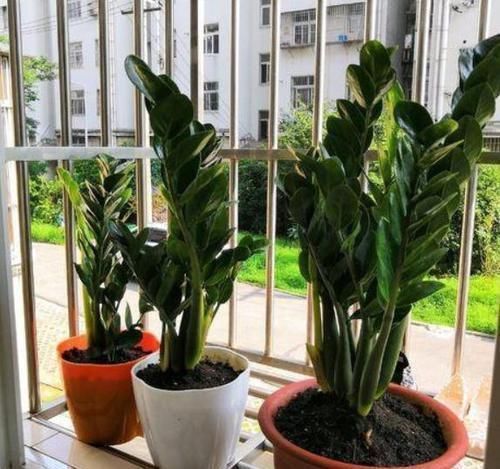 养花选什么省心首选6种植物，适合养室内，格外好打理