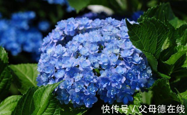 农历9月25日霜降后,养什么花?以下3种花,大吉大利大富大贵