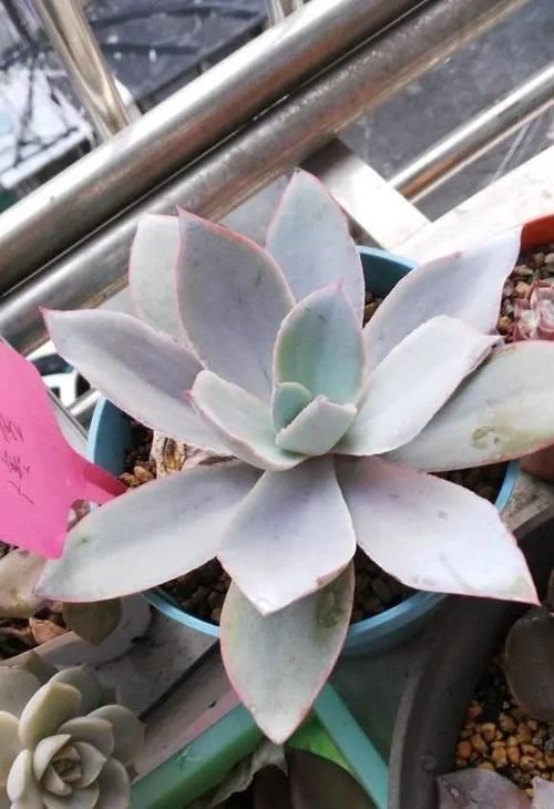 广寒宫|多肉中的“三仙”,颜值很高,扎根速度很快,桩子长到手臂粗