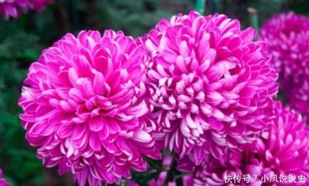 几款花卉四季有花开,花香四溢飘满屋,入手不亏