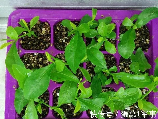 成活率|八九月份，适合扦插“7种花”，成活率高