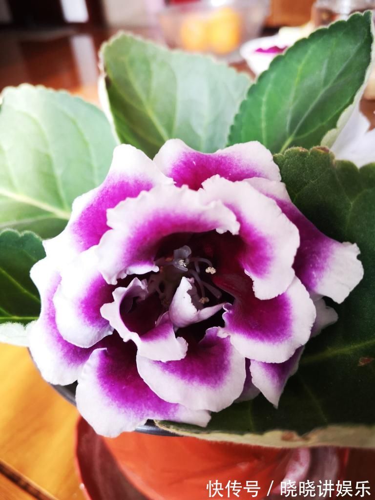 养花“走火入魔”的6种行为,只要符合4条,就是名副其实“花痴”