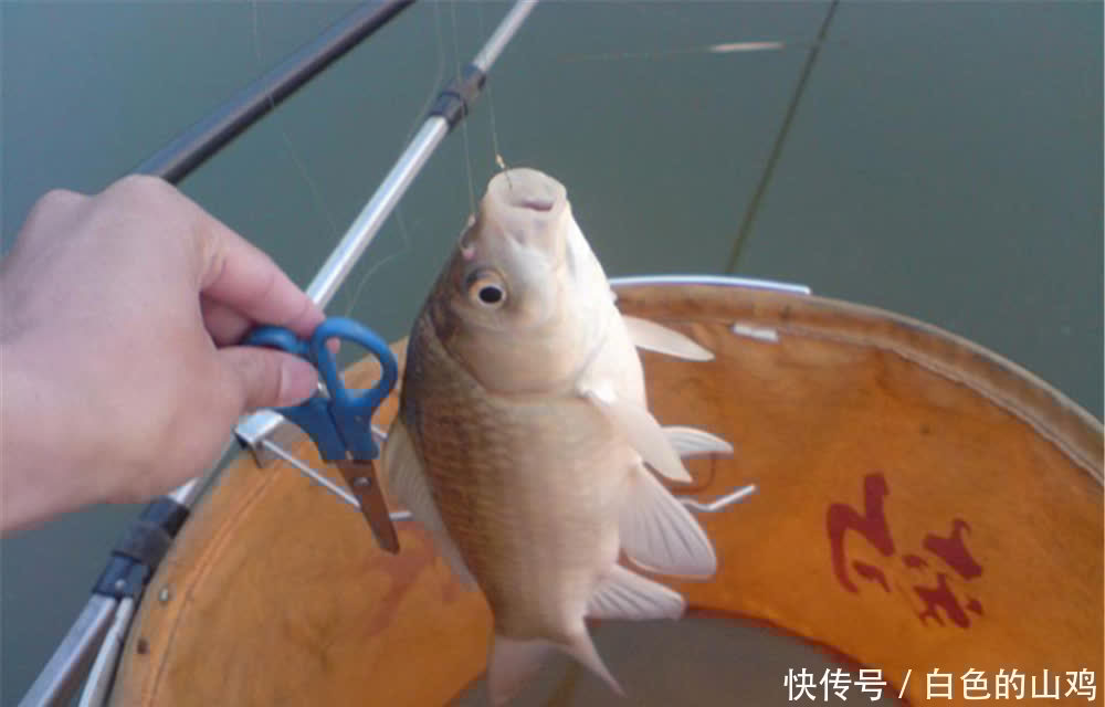 手竿钓鲫鱼,调漂和找口技巧,掌握这些要点,让中鱼率翻个倍!