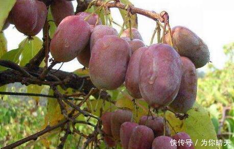 我国最甜的水果，比蜂蜜甜10倍！放“冰箱”冻不死，插土就活！