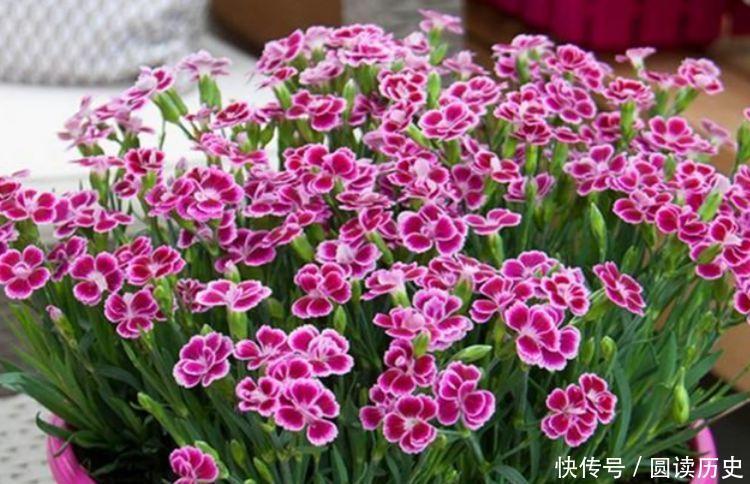 现在最适合养“4种花”,生长快,开花多,一整年开花!