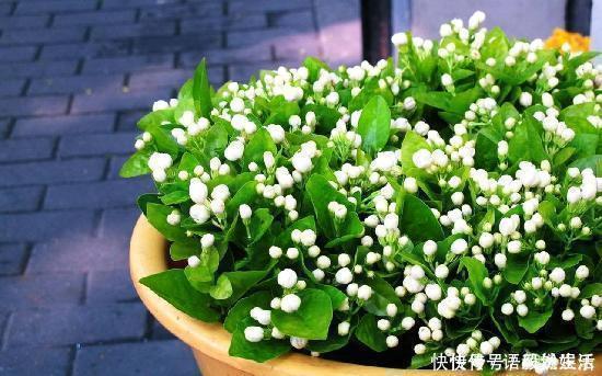 养花|茉莉花这样养不爆盆都难，15年养花老手亲自传授4招，一个月爆盆