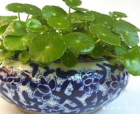 懂花人都喜欢这三种绿植，养在家里既美观又健康，快来看看吧