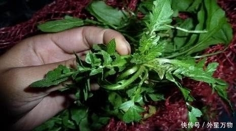 荠菜|防病就找蒲公英?农村这3种野菜效果也不错!